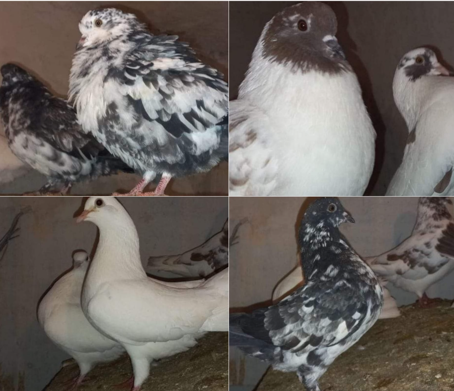 Tauben Tierschutz Ludwigsfelde