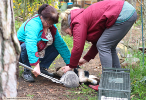 Einfangaktion Kastration Tierschutz Ludwigsfelde
