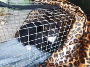 Eingefangenes Kitten in Falle Tierschutz Ludwigsfelde