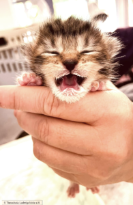 Flaschenkitten Tierschutz Ludwigsfelde