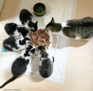 Fütterung Mutterkatze und Kitten Tierschutz Ludwigsfelde