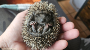 Igelbaby Tierschutz Ludwigsfelde