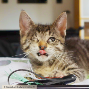Kitten mit operiertem Auge Tierschutz Ludwigsfelde