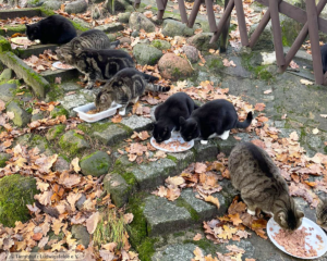 Straßenkatzen Tierschutz Ludwigsfelde 1