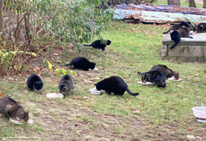 Straßenkatzen Tierschutz Ludwigsfelde 2