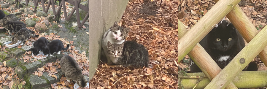 Straßenkatzen versorgen Tierschutz Ludwigsfelde