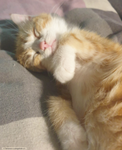 Waisenkitten Tierschutz Ludwigsfelde