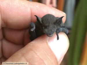 Wildtier Fledermaus Tierschutz Ludwigsfelde