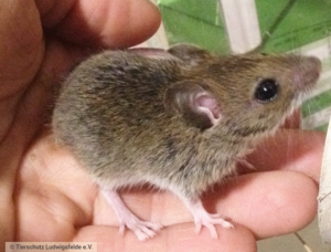 Wildtier Maus Tierschutz Ludwigsfelde