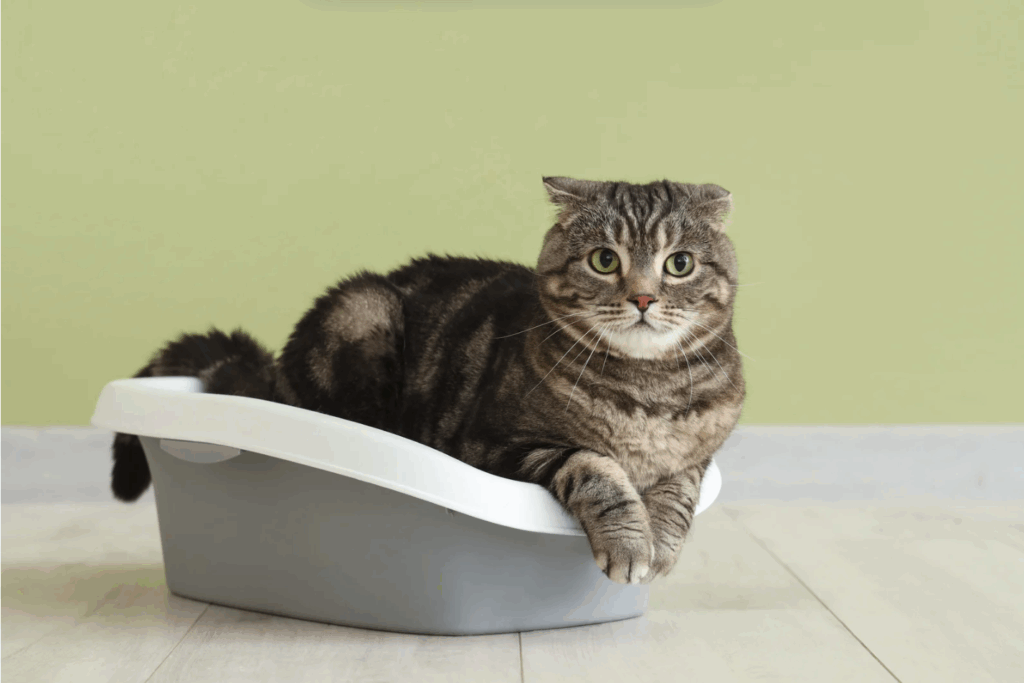 Unsauberkeit Katze Tierschutz Ludwigsfelde