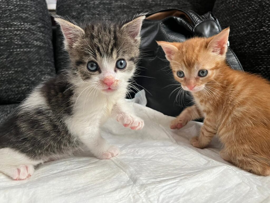 Tik und Tok Tierschutz Ludwigsfelde