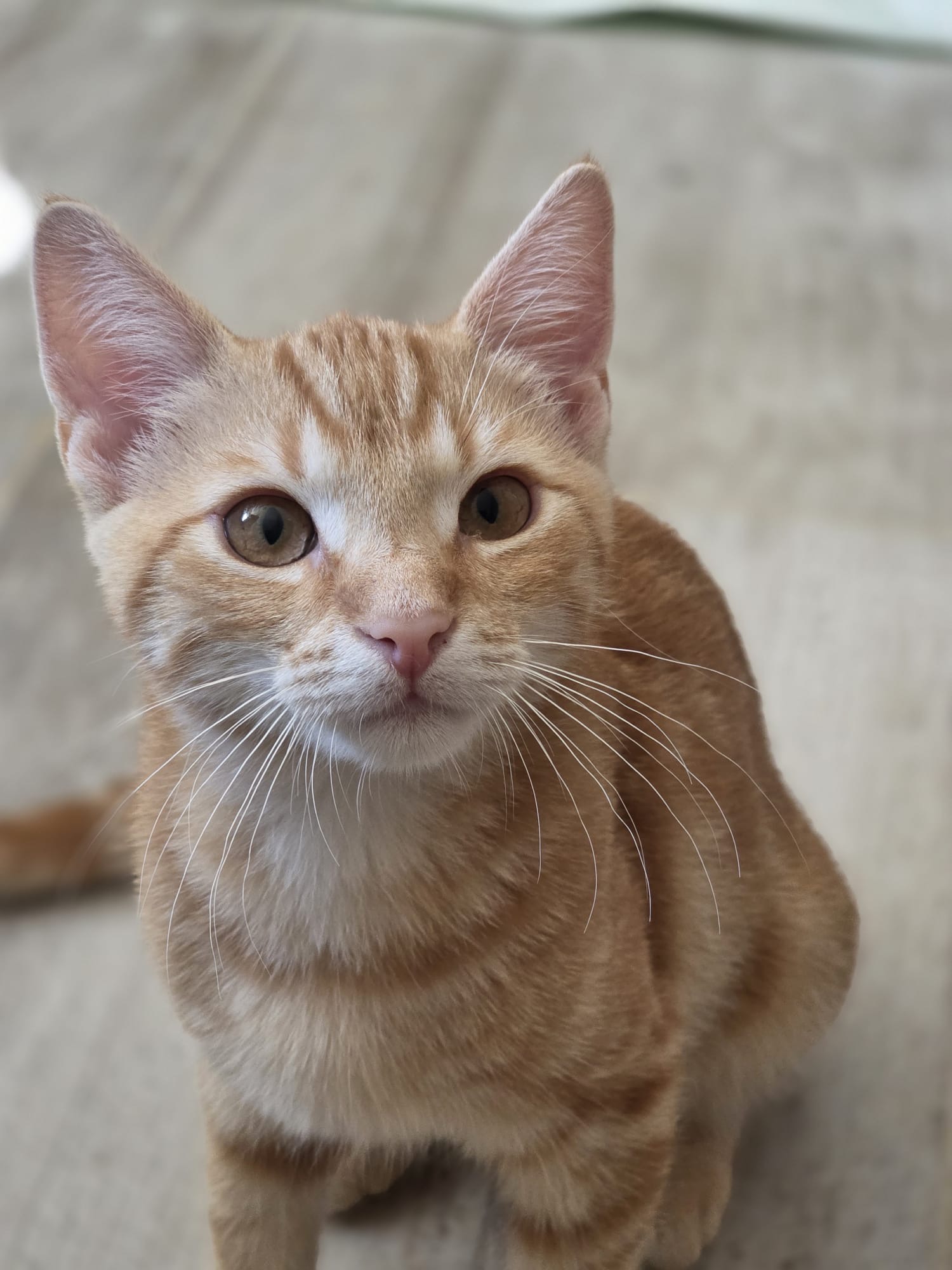 Loui Tierschutz Ludwigsfelde 2