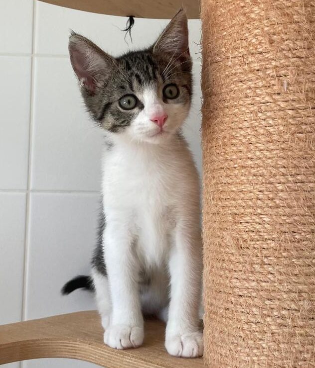 Tic Tierschutz Ludwigsfelde 2