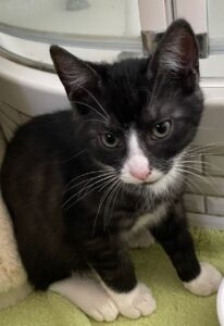 Wilder Katzenjunge schwarzweiß Tierschutz Ludwigsfelde e.V.