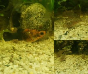 Goldmolly Marm. Panzerwels Tierschutz Ludwigsfelde e.V