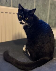 Elsie Tierschutz Ludwigsfelde eV