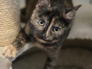 Milli Tierschutz Ludwigsfelde e.V