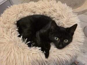 Vanilli Tierschutz Ludwigsfelde e.V.