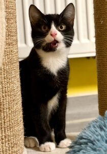 Romeo Tierschutz Ludwigsfelde eV.