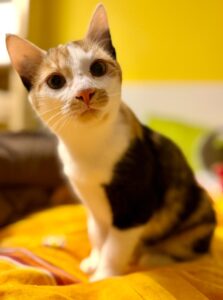 Ronja Tierschutz Ludwigsfelde eV