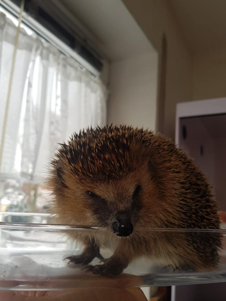 Igel-