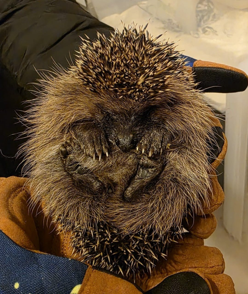 Igel-2