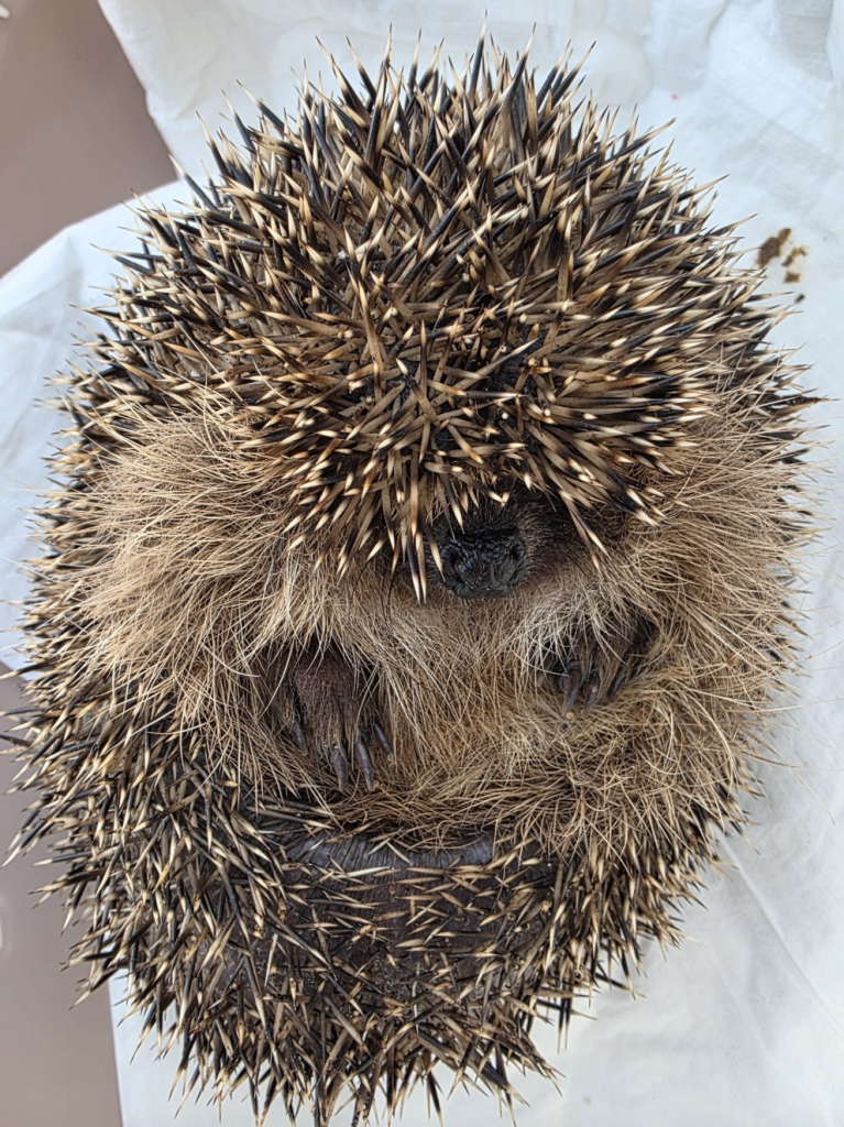 Igel-Luna