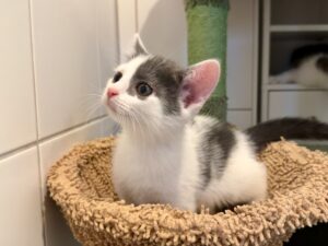 Belle Tierschutz Ludwigsfelde eV