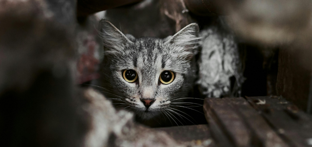 Katze versteckt Tierschutz Ludwigsfelde e.V.